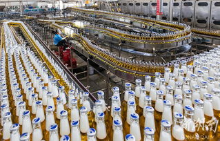 华润雪花啤酒湘西工厂 旺季生产“火力全开”，推动区域产业升级